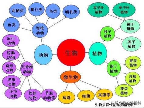 界門綱目科屬種查詢|階級 (生物学)